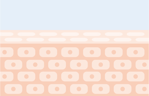 皮膚のイラスト