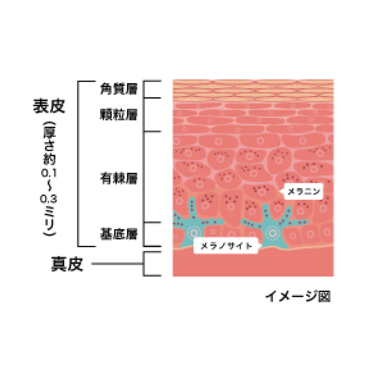 メラノサイト含有自家培養表皮 説明図