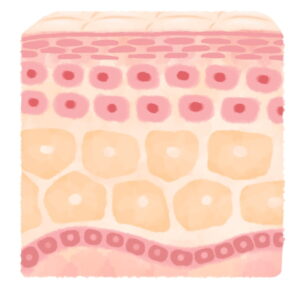 皮膚のイラスト