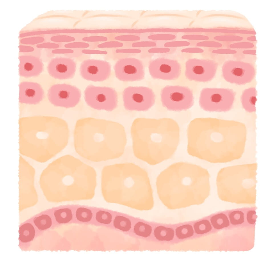 皮膚のイラスト