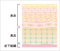 皮膚組織の説明イラスト