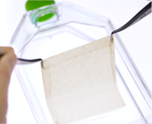 メラノサイト含有自家培養表皮の画像　